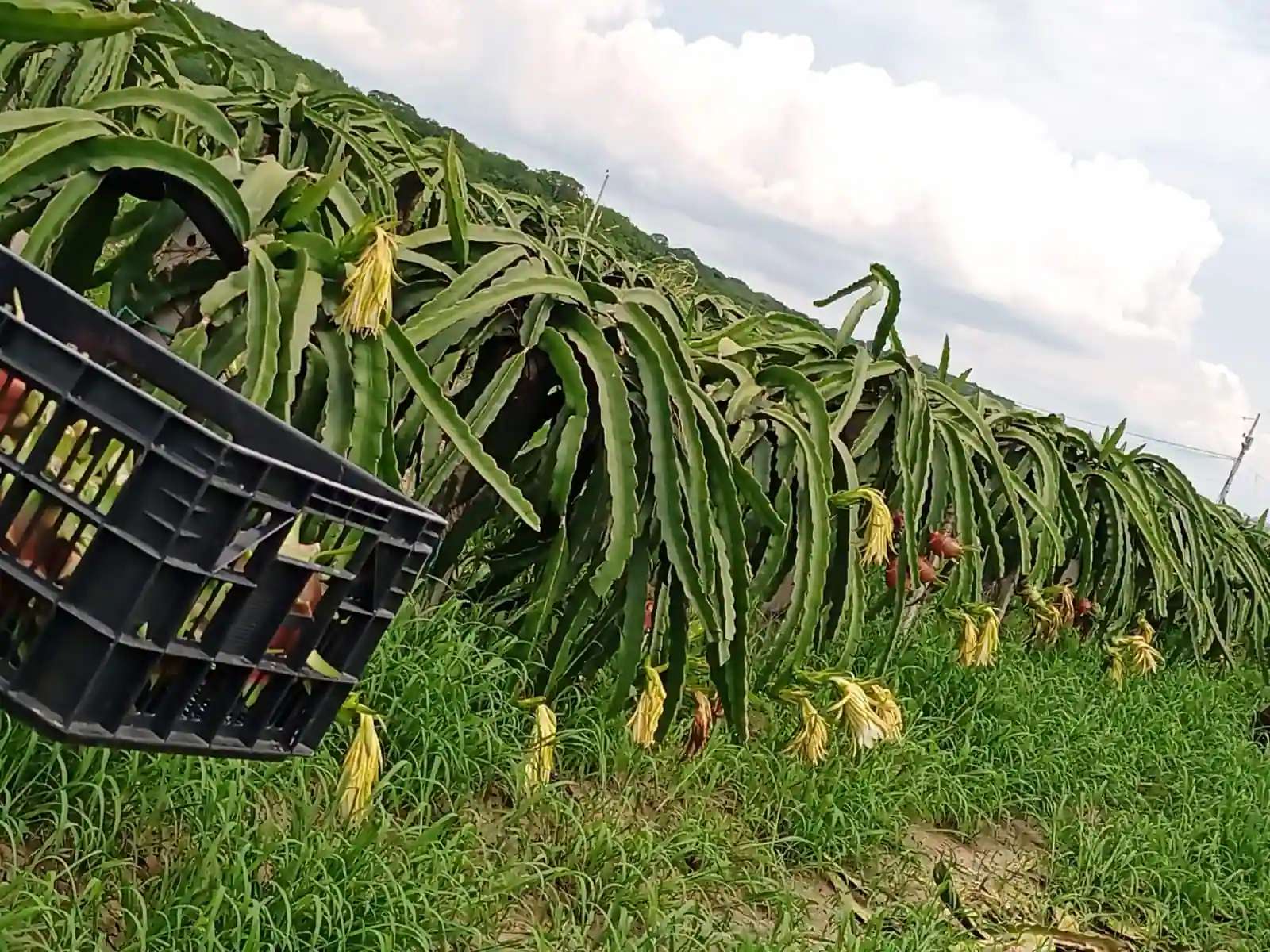 A cactus row with spent flowers and young fruit forming, harvest crate in the foreground.