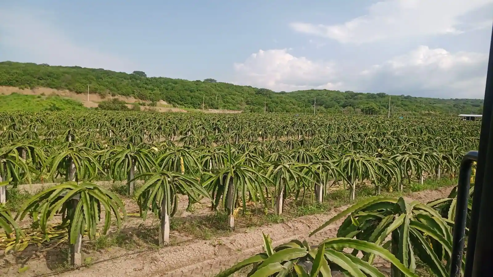 A wide planting of dragon fruit cactus on posts under open sky.