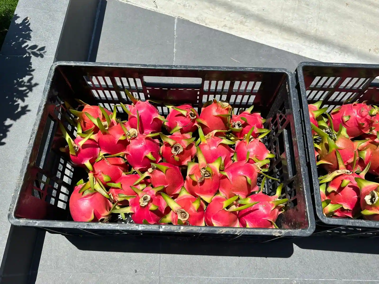 A crate of graded dragon fruit from above, packed stem-up.