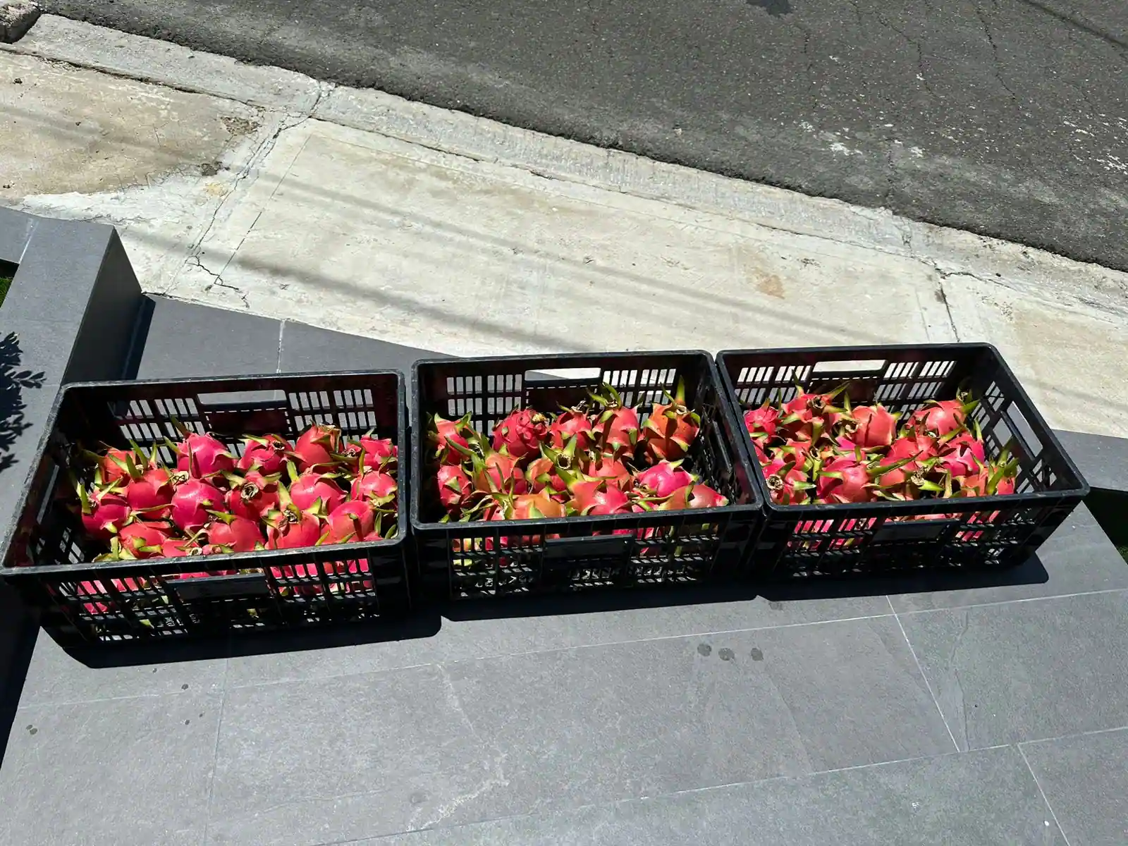 Three crates of graded dragon fruit lined up in the sun, ready to move.